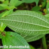 Gonostegia hirta (Hassk.) Miq.